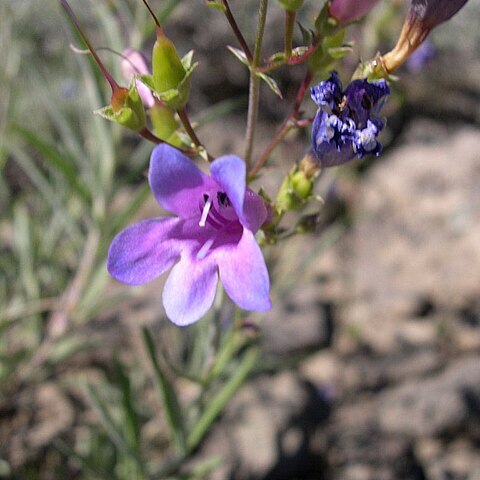 Penstemon cusickii unspecified picture