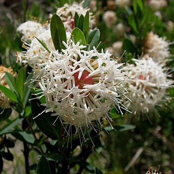 Pimelea ligustrina unspecified picture