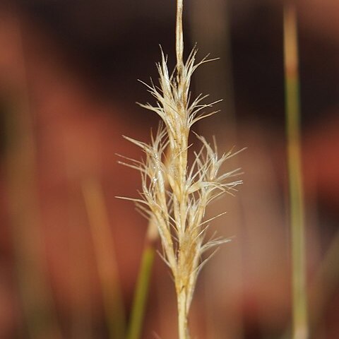 Triodia melvillei unspecified picture