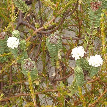 Pimelea villosa unspecified picture