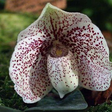 Paphiopedilum godefroyae var. godefroyae unspecified picture