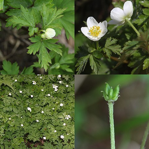 Anemonoides stolonifera unspecified picture