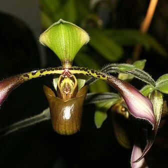 Paphiopedilum lowii unspecified picture