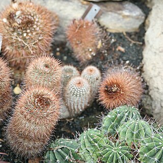 Parodia erubescens unspecified picture