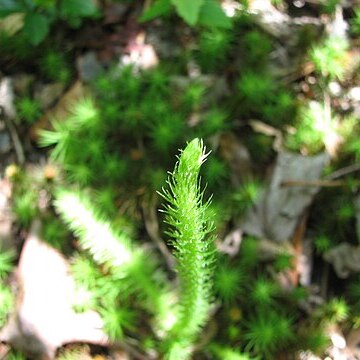 Lycopodiella alopecuroides unspecified picture