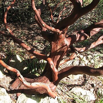 Arctostaphylos regismontana unspecified picture