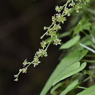 Dioscorea pedicellata unspecified picture