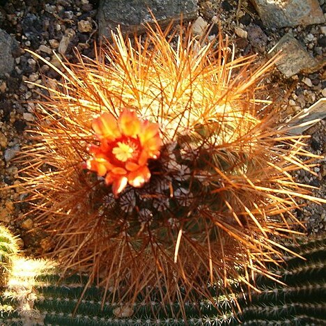 Parodia aureicentra unspecified picture