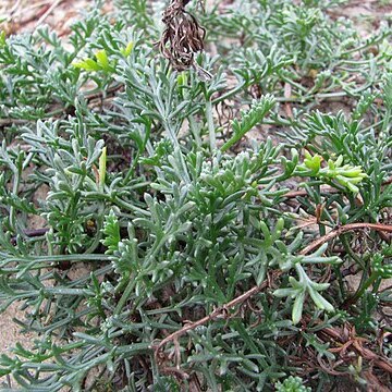 Artemisia campestris subsp. maritima unspecified picture