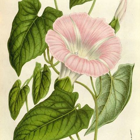 Calystegia sepium subsp. spectabilis unspecified picture