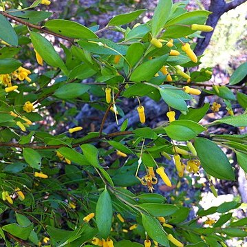 Persoonia oblongata unspecified picture