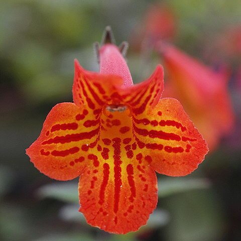 Achimenes pedunculata unspecified picture