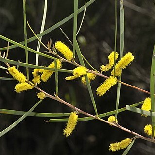 Acacia caroleae unspecified picture