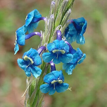 Stachytarpheta gesnerioides unspecified picture