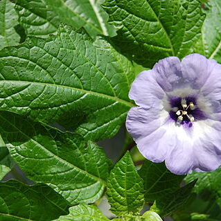 Nicandra unspecified picture