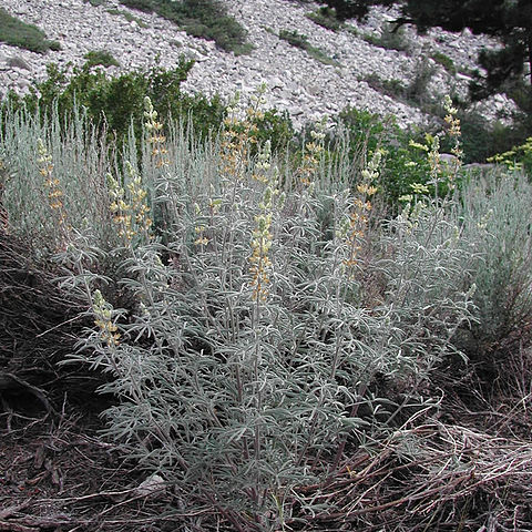 Lupinus padre-crowleyi unspecified picture