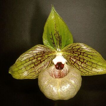 Paphiopedilum malipoense unspecified picture