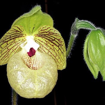 Paphiopedilum malipoense var. malipoense unspecified picture