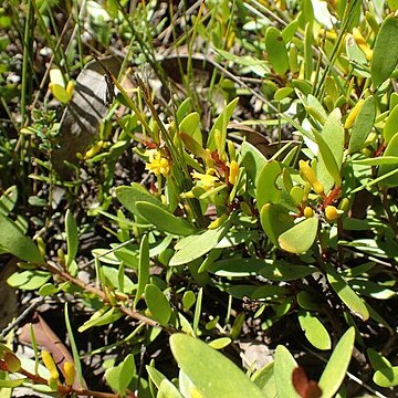 Persoonia procumbens unspecified picture