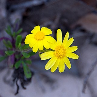 Senecio pinnatifolius unspecified picture