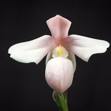 Phragmipedium andreettae unspecified picture