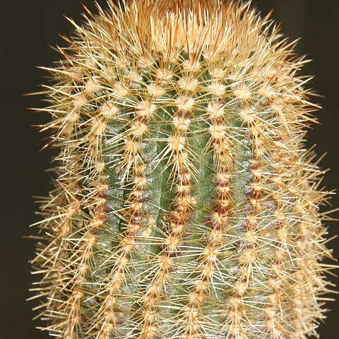 Parodia rechensis unspecified picture