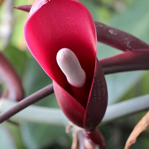 Philodendron erubescens unspecified picture