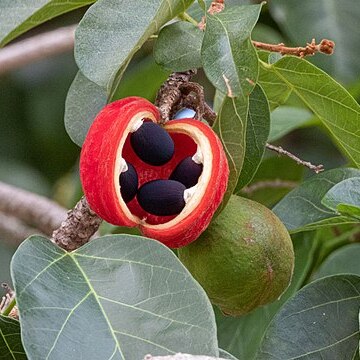 Sterculia quadrifida unspecified picture