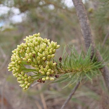 Pseudobrickellia brasiliensis unspecified picture