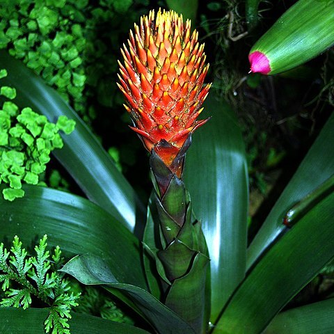 Guzmania conifera unspecified picture