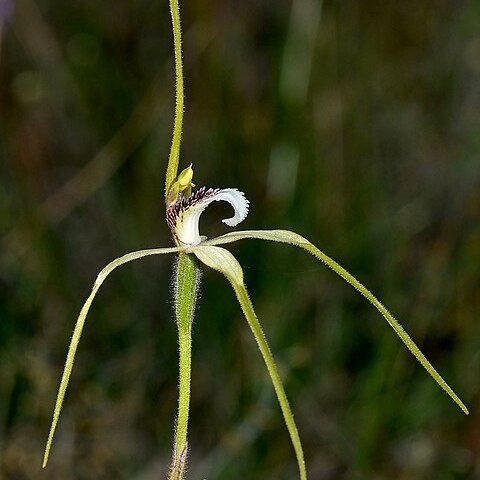 Caladenia uliginosa subsp. candicans unspecified picture