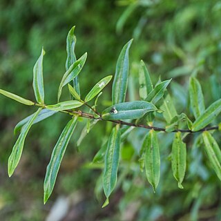 Veronica ligustrifolia unspecified picture