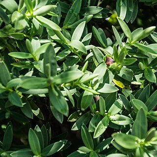 Veronica glaucophylla unspecified picture