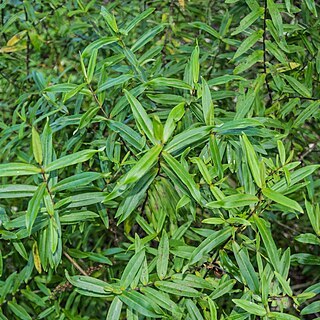 Veronica ligustrifolia unspecified picture