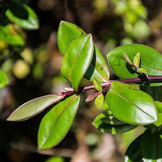 Veronica obtusata unspecified picture