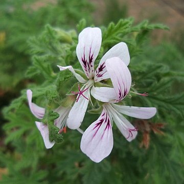 Pelargonium crispum (p.j.bergius) l'hér. unspecified picture