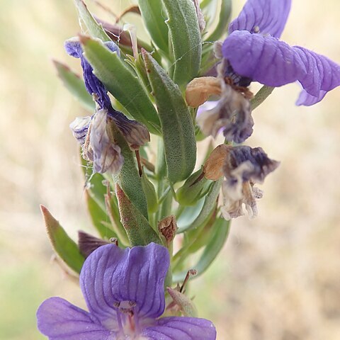 Stemodia florulenta unspecified picture