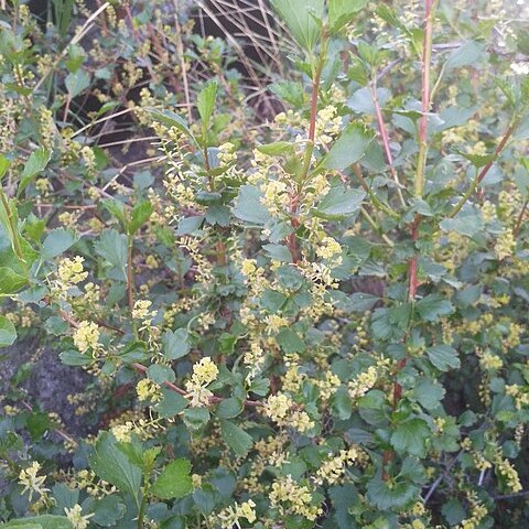 Ribes diacanthum unspecified picture