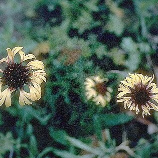 Gaillardia aestivalis unspecified picture