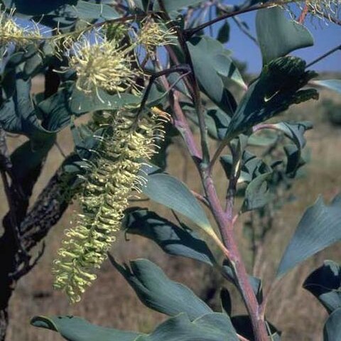 Grevillea dimidiata unspecified picture