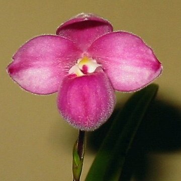 Phragmipedium fischeri unspecified picture