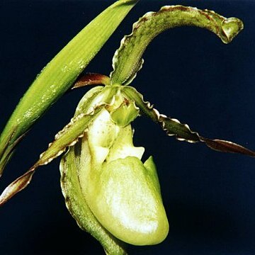 Phragmipedium boissierianum unspecified picture