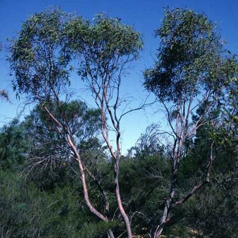 Eucalyptus beardiana unspecified picture