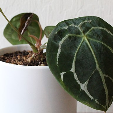 Anthurium forgetii unspecified picture