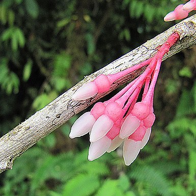 Thibaudia costaricensis unspecified picture