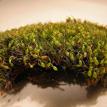 Grimmia orbicularis unspecified picture