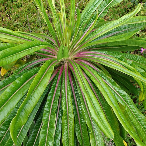 Lobelia boninensis unspecified picture