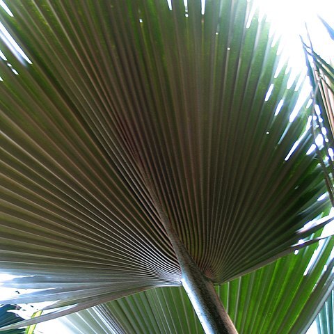 Pritchardia kahukuensis unspecified picture