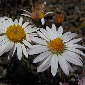 Townsendia florifer unspecified picture