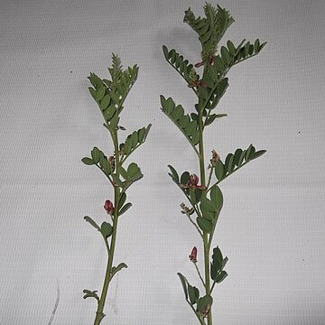 Indigofera wightii unspecified picture